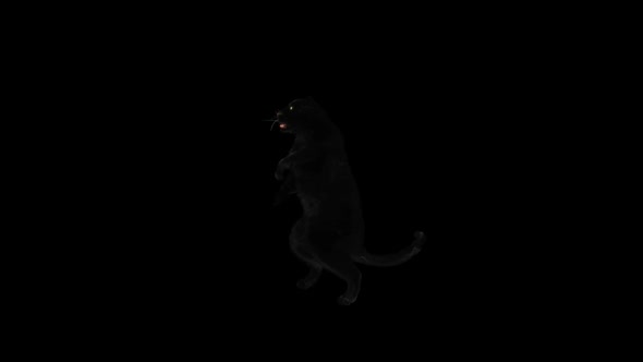 Panther Dancing HD