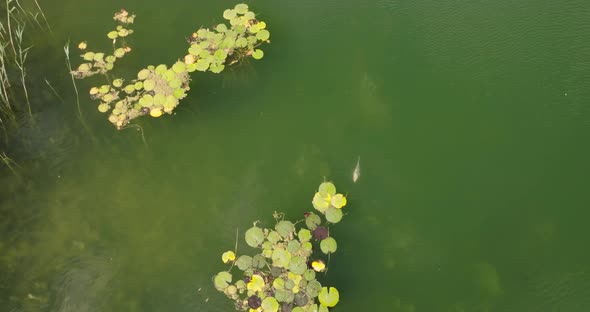 koi fish swimming in water lilies in a crystal clear lake, aerial view