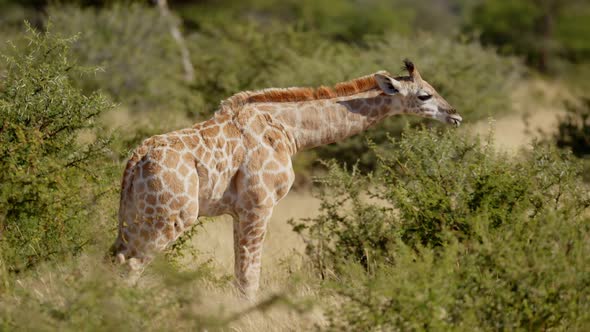 Giraffe Eating in Early Morning Light