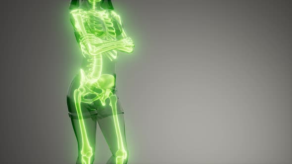 Human Skeleton Radiography Medical Scan alt