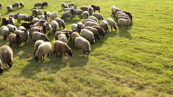 Aerial view of large herd of sheeps in picturesque green pasture. Domestic animals in countryside.