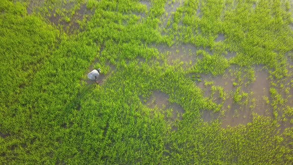 Aerial view farmer planting rice paddy field 