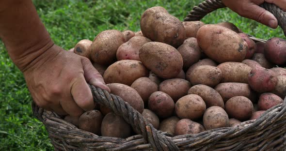 Person sorts out potatoes. Harvesting potato in the garden. Basket with potatoes. Home gardening