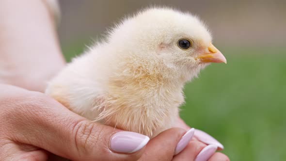 Woman Holding in Hands Newborn Yellow Chick