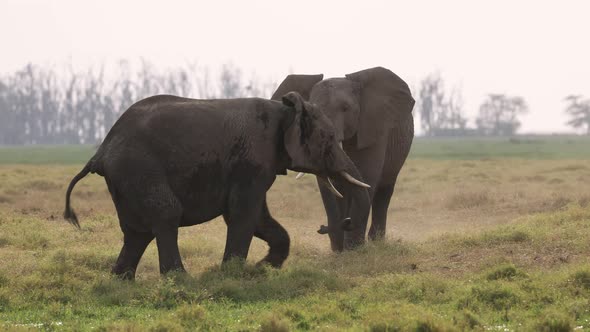 Elephants in Amboseli National Park