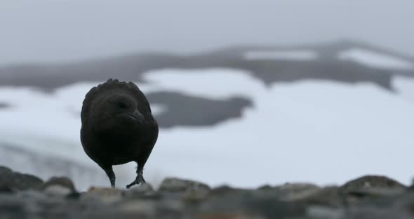 MS Brown Skua (Stercorarius antarcticus) walking on rocks at Half Moon Island / Antarctica