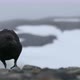 MS Brown Skua (Stercorarius antarcticus) walking on rocks at Half Moon Island / Antarctica - VideoHive Item for Sale
