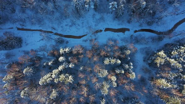 River and Trees in the Snow