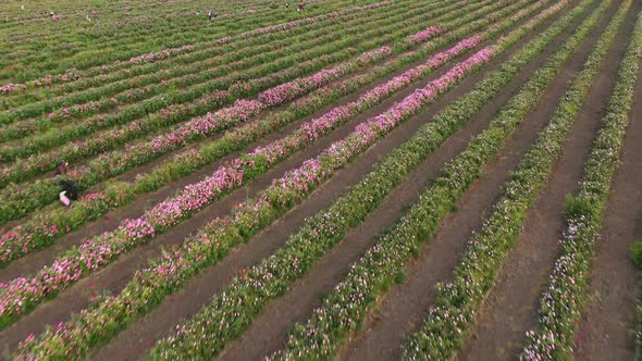 Field of Roses