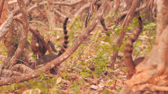 Group of coatis showing its beautiful striped tails