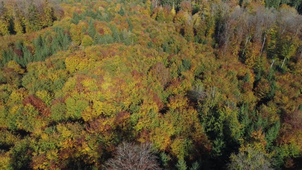Aerial view of autumnal trees in forest, Swabian Alb