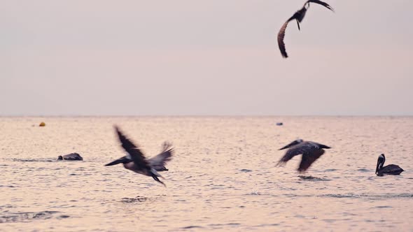 Costa Rica Birds and Wildlife, Brown Pelican (pelecanus occidentalis) Flying Fishing and Diving in P