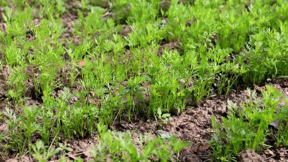 Sprouts of Young Carrots Growing in the Garden