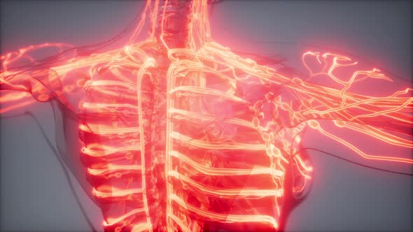 Blood Vessels of Human Body alt
