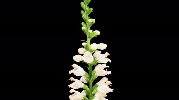 Beautiful Time Lapse of Opening White Flowers of Physostegia on a Black Background