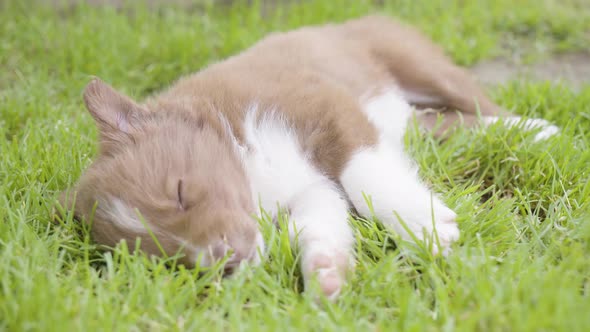 A Cute Little Puppy Sleeps on Grass Then Wakes Up  Closeup