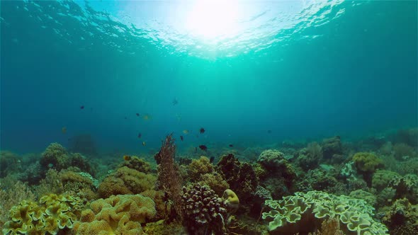 The Underwater World of a Coral Reef