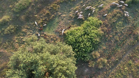 Aerial Herd of Sheeps