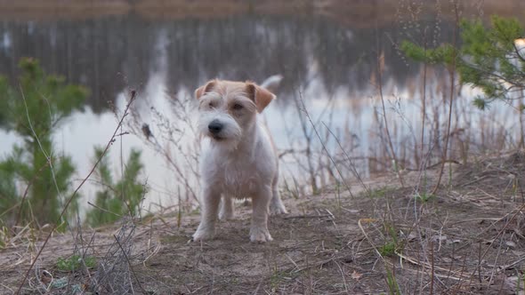 Dog breed Jack Russell Terrier barking at the camera in the spring forest