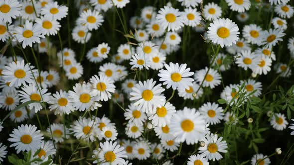 Large Field with Daisies Growing in Nature