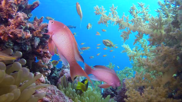 Beautiful Coral Garden