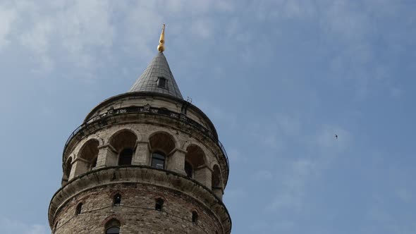 Group of swallows around the Galata Tower 