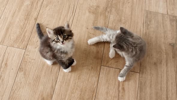 Little Kittens Siting on Floor and Looking Up at Camera Waiting for Food