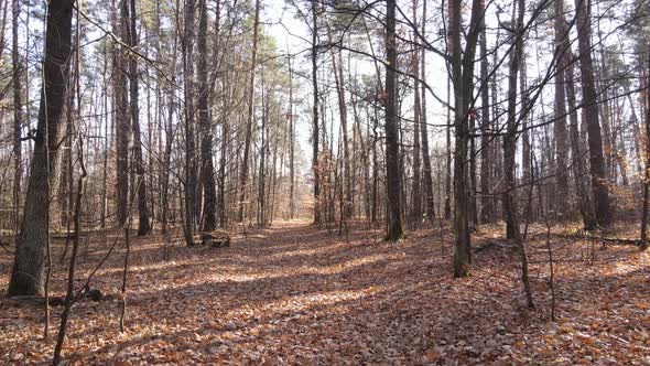 Trees in the Autumn Forest in the Afternoon