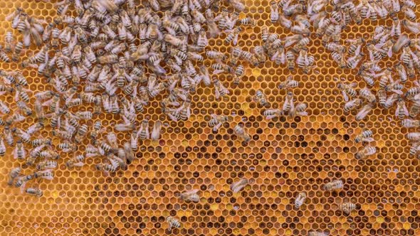 Bees Working on Honey Cells in Beehive Timelapse