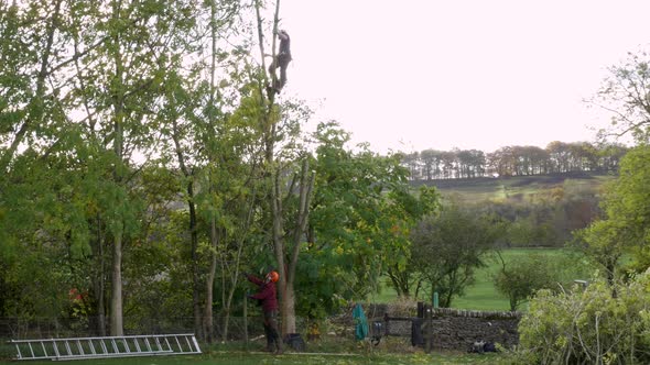 Tree Surgeon Working in the Tree Tops.