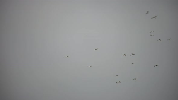 a Flock or School of Migratory Birds Flies Under a Cloudy Sky After Rain Over the Sea Along the