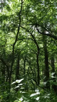 Vertical Video of a Forest with Trees