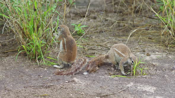 Alert Ground Squirrels Eating Grass Then Run Away In Central Kalahari Game Reserve, Botswana, South