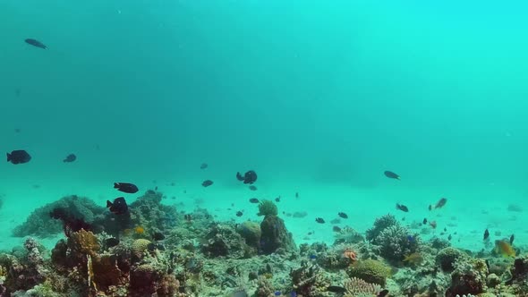 Coral Reef and Tropical Fish. Panglao, Philippines.