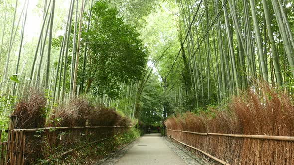 Arashiyama Bamboo Forest in Kyoto of Japan