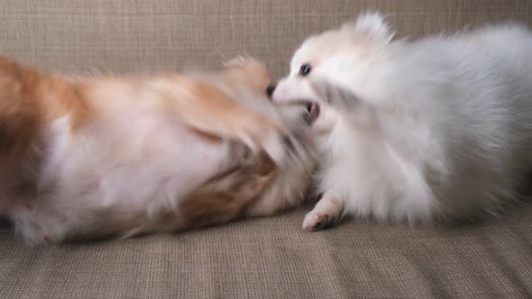 Chihuahua and pomeranian cute dogs playing bite together