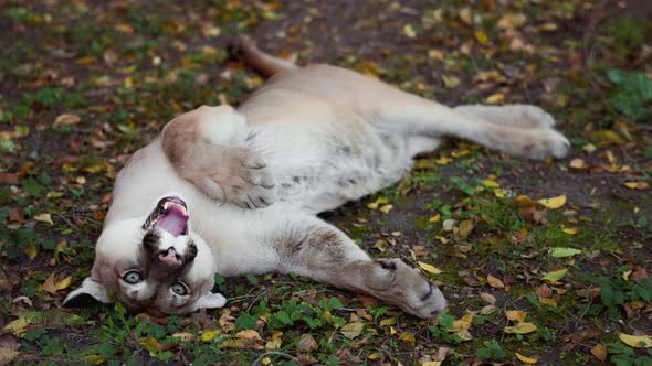 Beautiful Puma in Autumn Forest