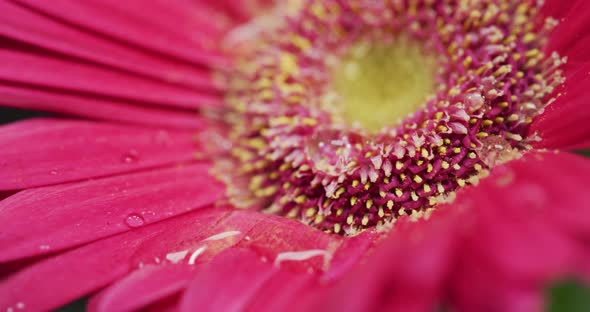 Extreme close up of a water drop on a gerbera