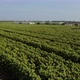 Drone shot of green fields and flower plants rows in 4K top aerial view - VideoHive Item for Sale