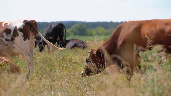 Herd of Cows Grazes in the Meadow. Summer Day