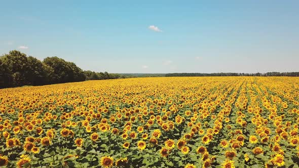 Plantation of beautiful yellow and brown sunflowers growing in the field in a sunny day.
