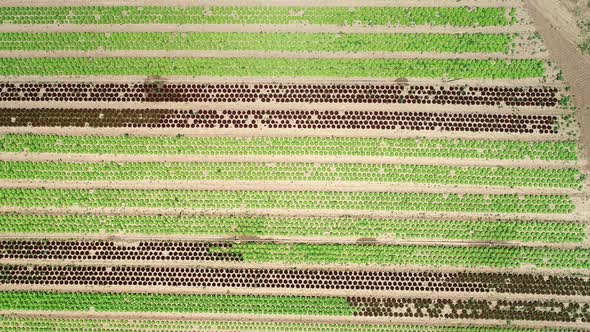 Aerial view of lettuce agriculture in Correze, France.
