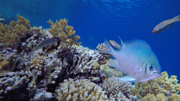 Tropical Fish Underwater Coral Reef