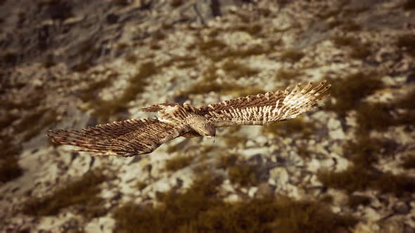 Extreme Slow Motion Shot of Eagle