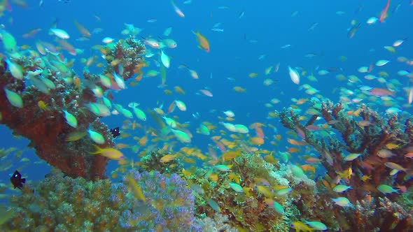 Underwater Tropical Scene Marine