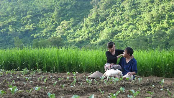 Asian Couple Farmer Happy In Vegetable Garden