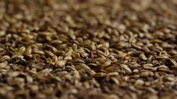 Rotating shot of barley and other beer brewing ingredients - BEER BREWING