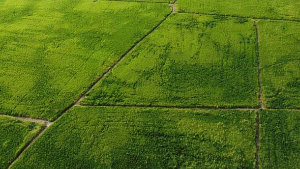 Aerial green paddy field