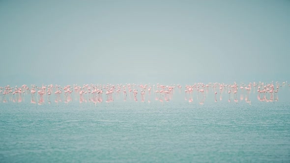 Pink Flamingo Birds at Sambhar Salt Lake in Rajasthan. India