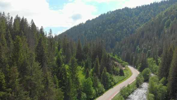 Forest In The Mountains